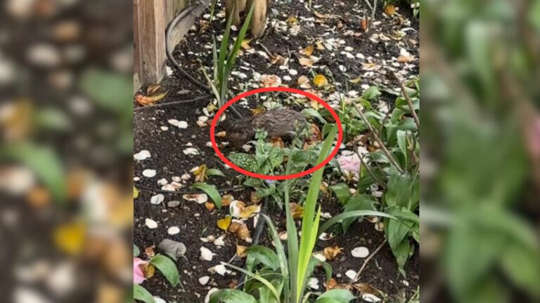 a cub in womans garden