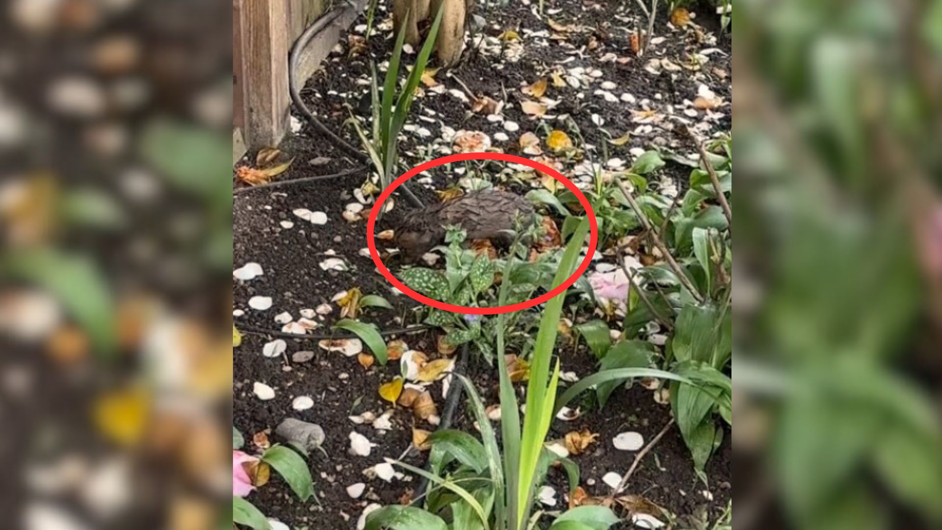 a cub in womans garden