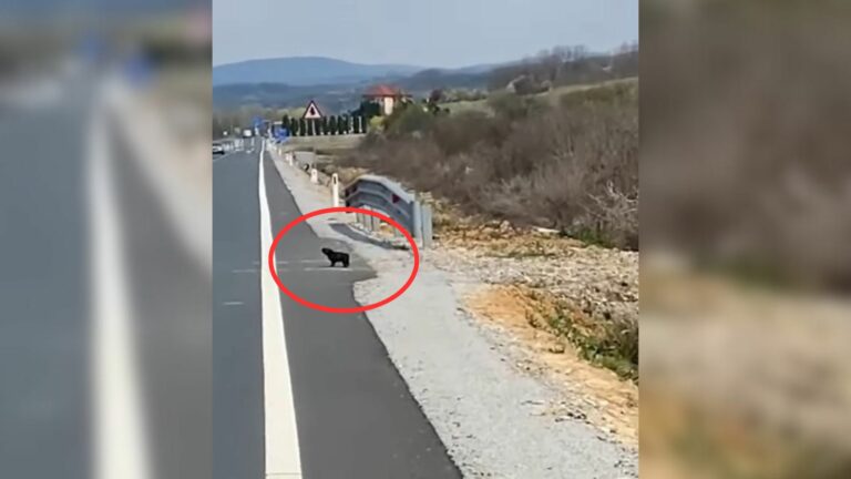 dog on the road