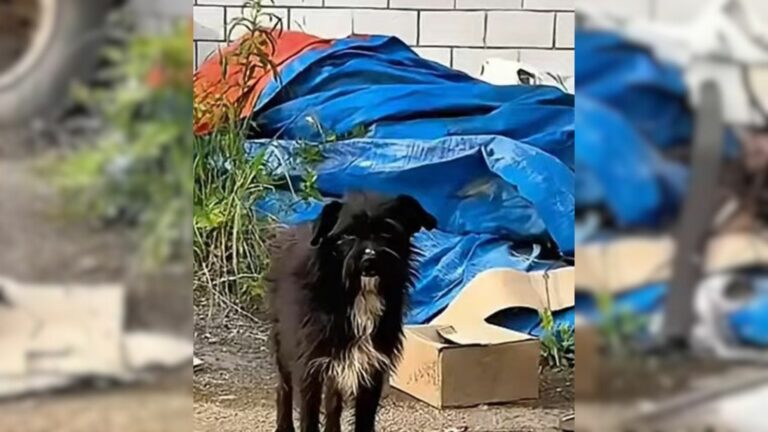 abandoned distrustful dog