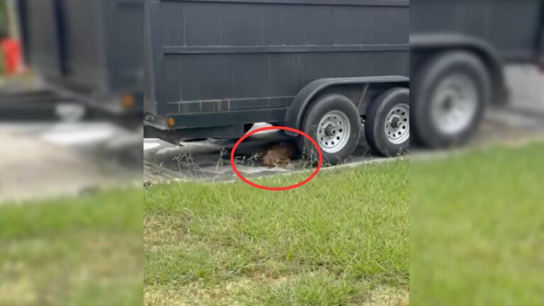 pile of fure under the truck