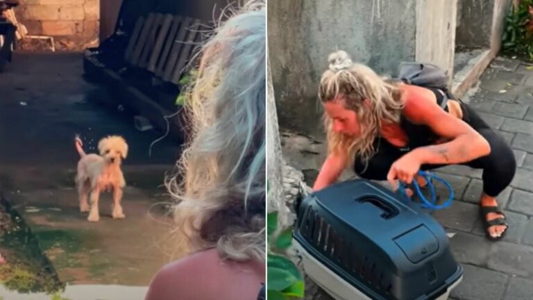 woman rescue hairless dog