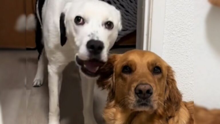 dog licking other dog ear