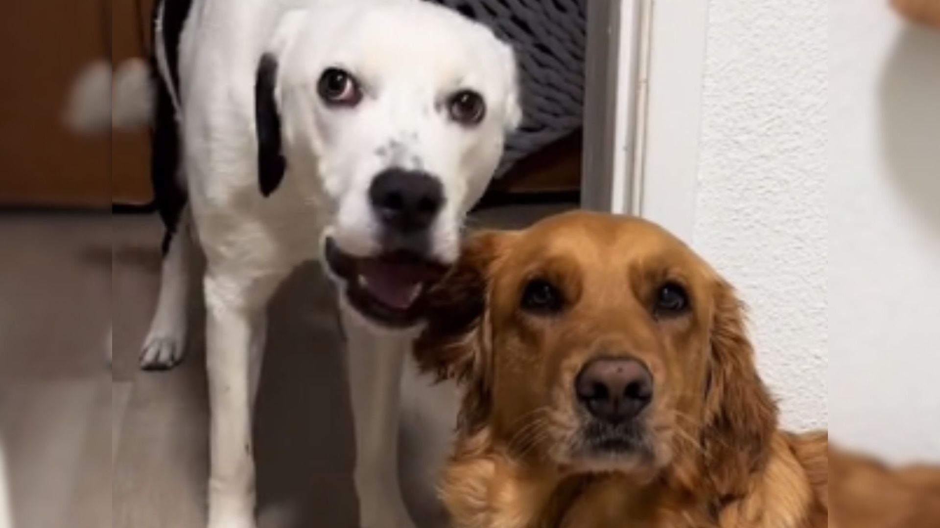 dog licking other dog ear