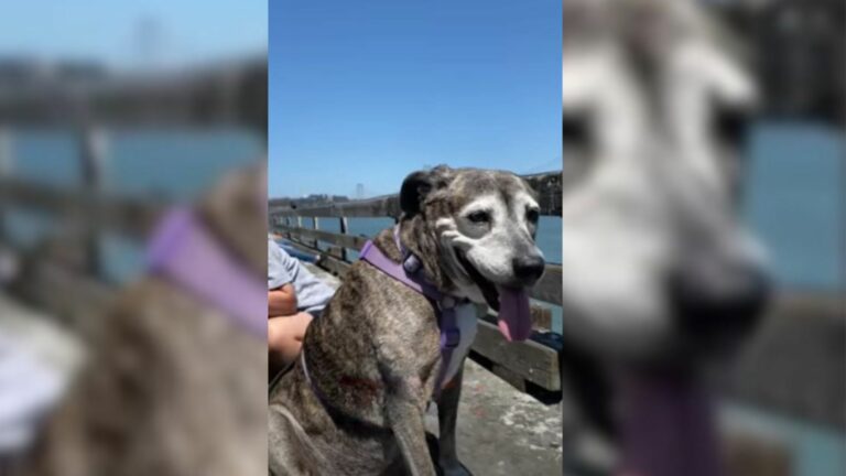 woman going to rescue dog
