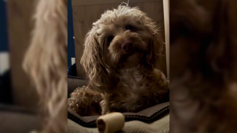dog looking at the camera