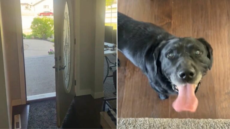black dog in house