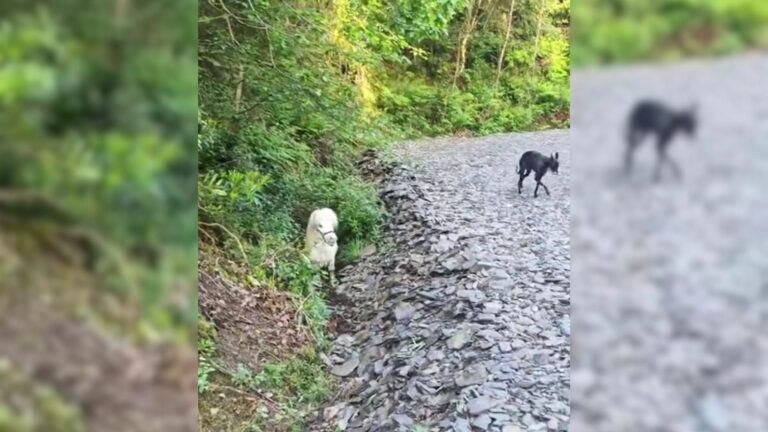 a dog walking by the tiny fellow