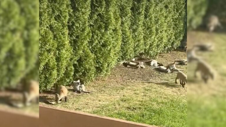 yard flooded with furry babies