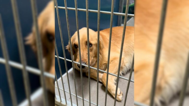 mama dog pancaked to shelter