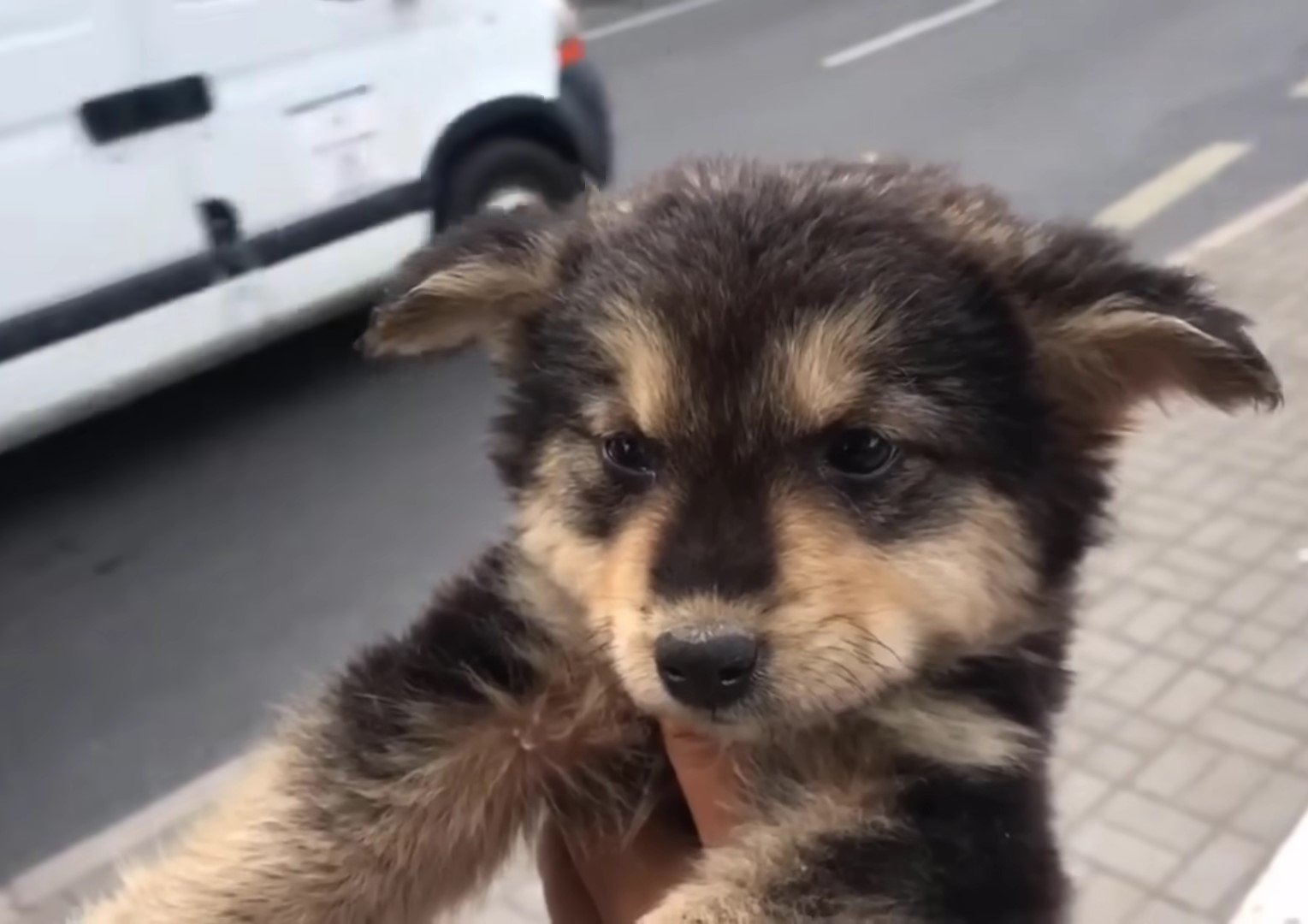 small pup by the road
