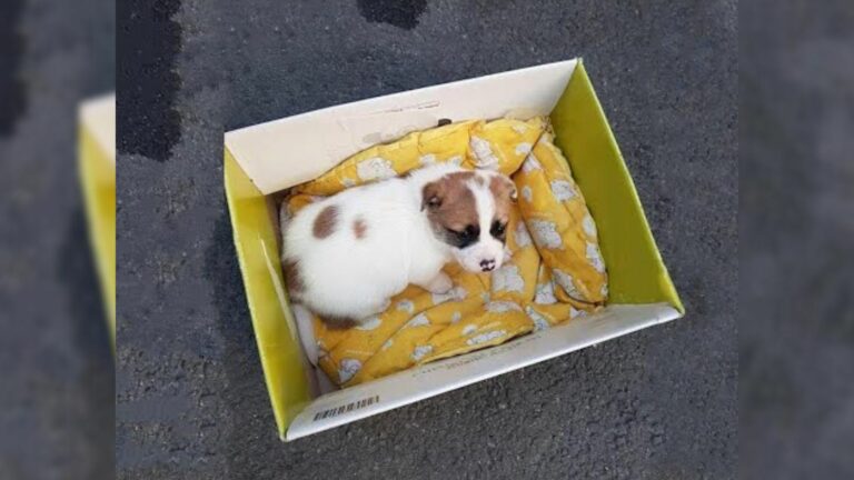 A Little Puppy Dumped In Trash Box Felt Helpless As She Kept Crying