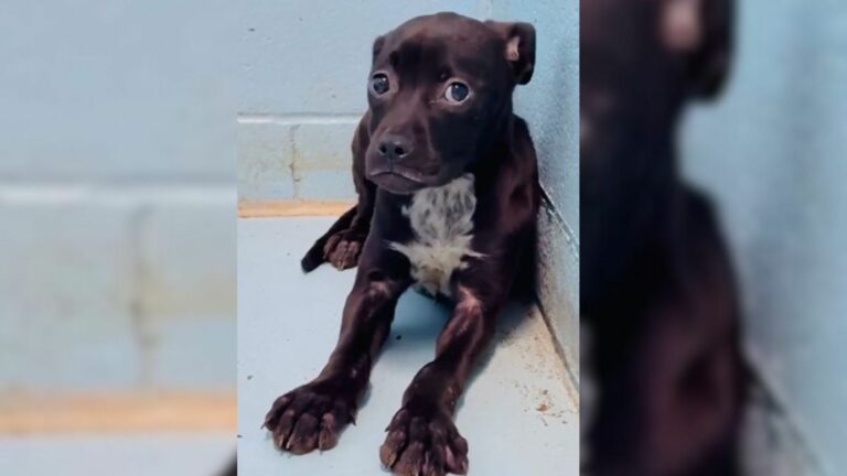 scared black dog