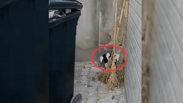 A Sad Abandoned Puppy Who Kept Crying For Help And Hiding Behind Trash