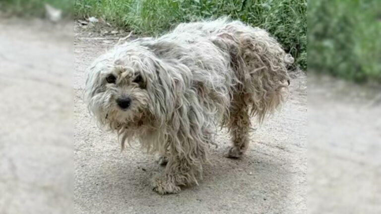 A Sad And Helpless Three-Legged Pup Crawled Toward The Landfill