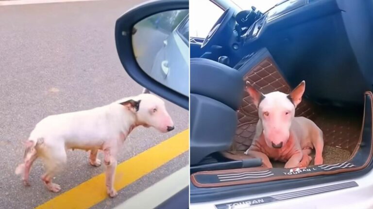 pregnant pup running after car