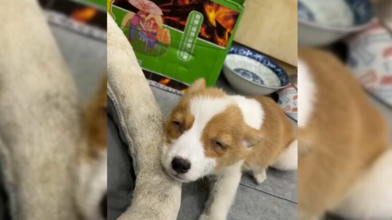 A Sweet Corgi Abandoned By His Owner Because He Was In Critical Condition