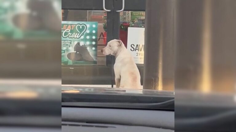 pupy in front of store