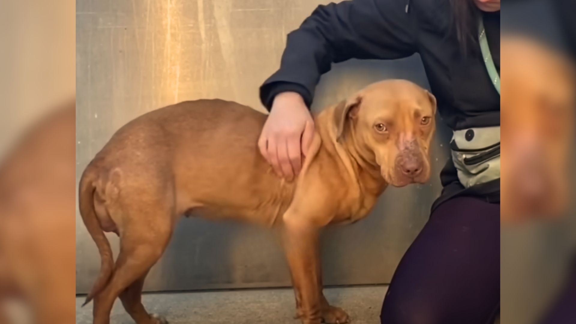 sweet stray pitbull