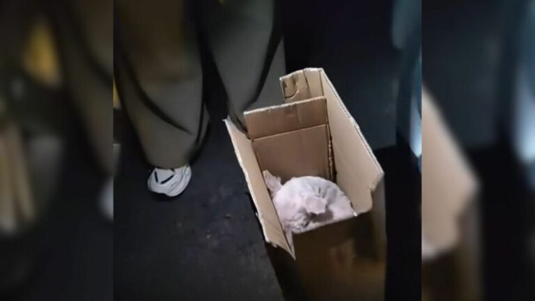 dog in box
