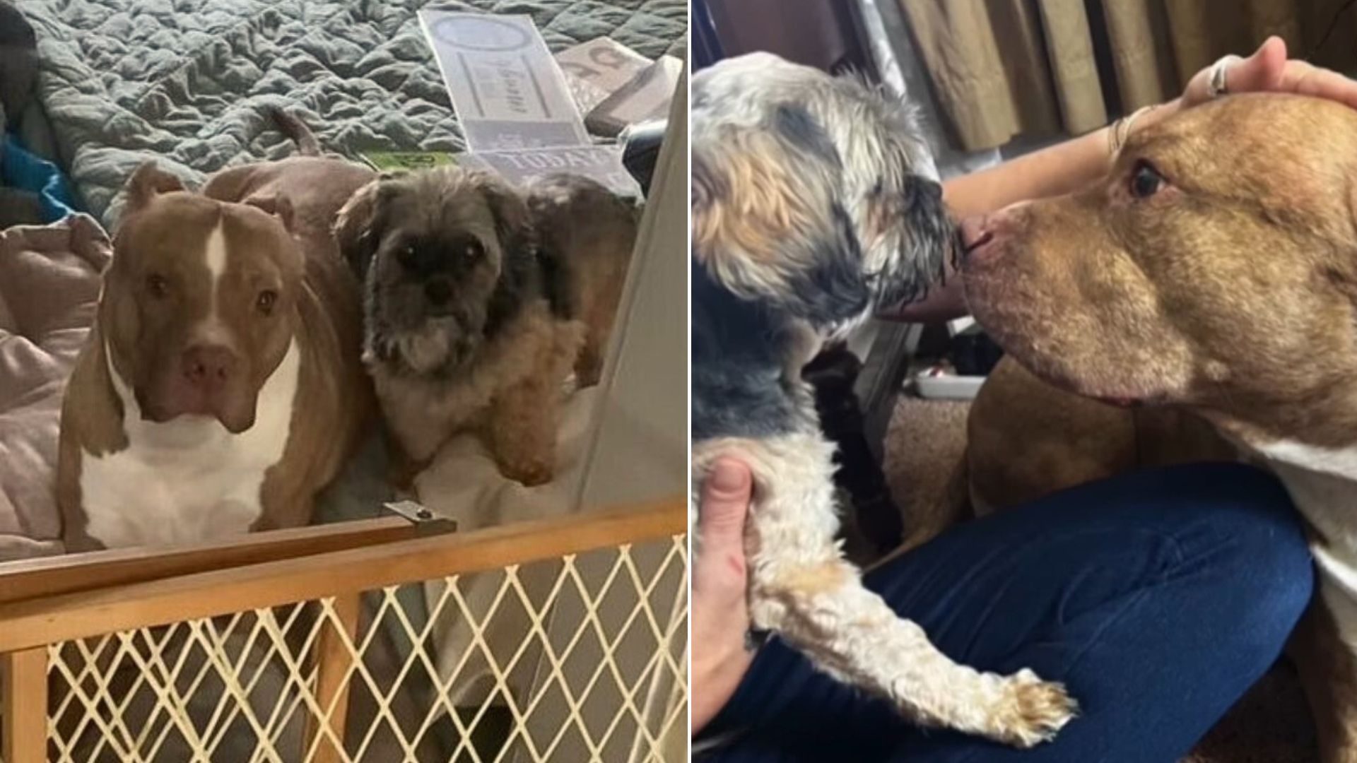 Witness How Kind Woman From New York Tried To Help Her Dog Who Lost His Friend