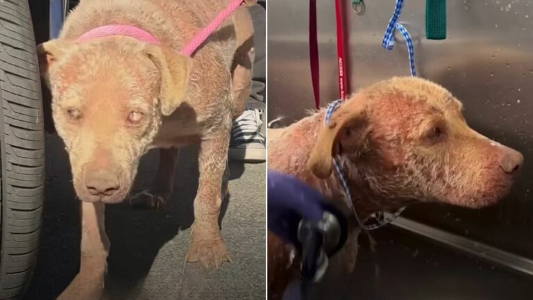 abandoned blind senior dog