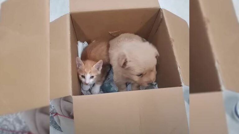 abandoned puppy and kitten
