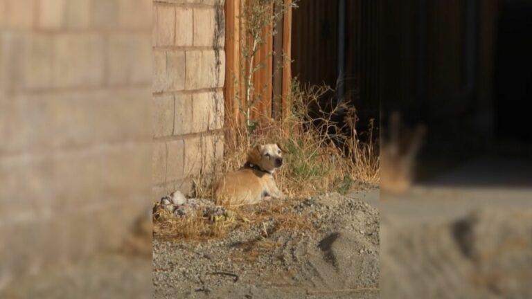 Abandoned Senior Dog Struggles For 3 Years In A Desert Town