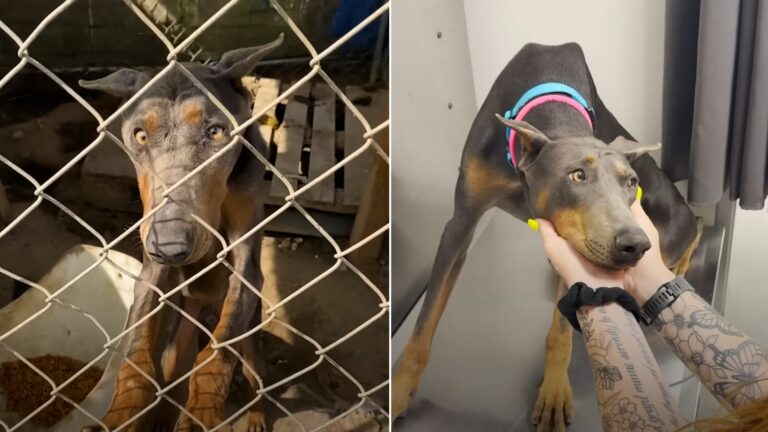 Cute Doberman