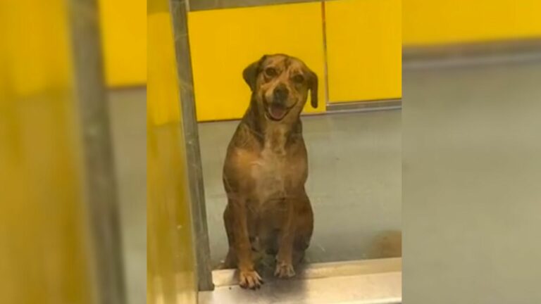 Adorable Pup Who Spent 420 Days At Shelter