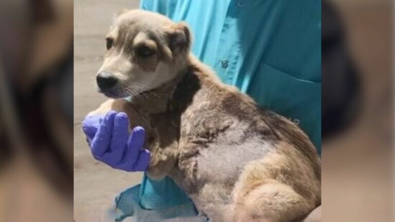 dog in veterinarian hands