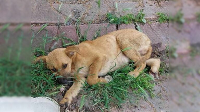 injured dog lying outdoor in grass