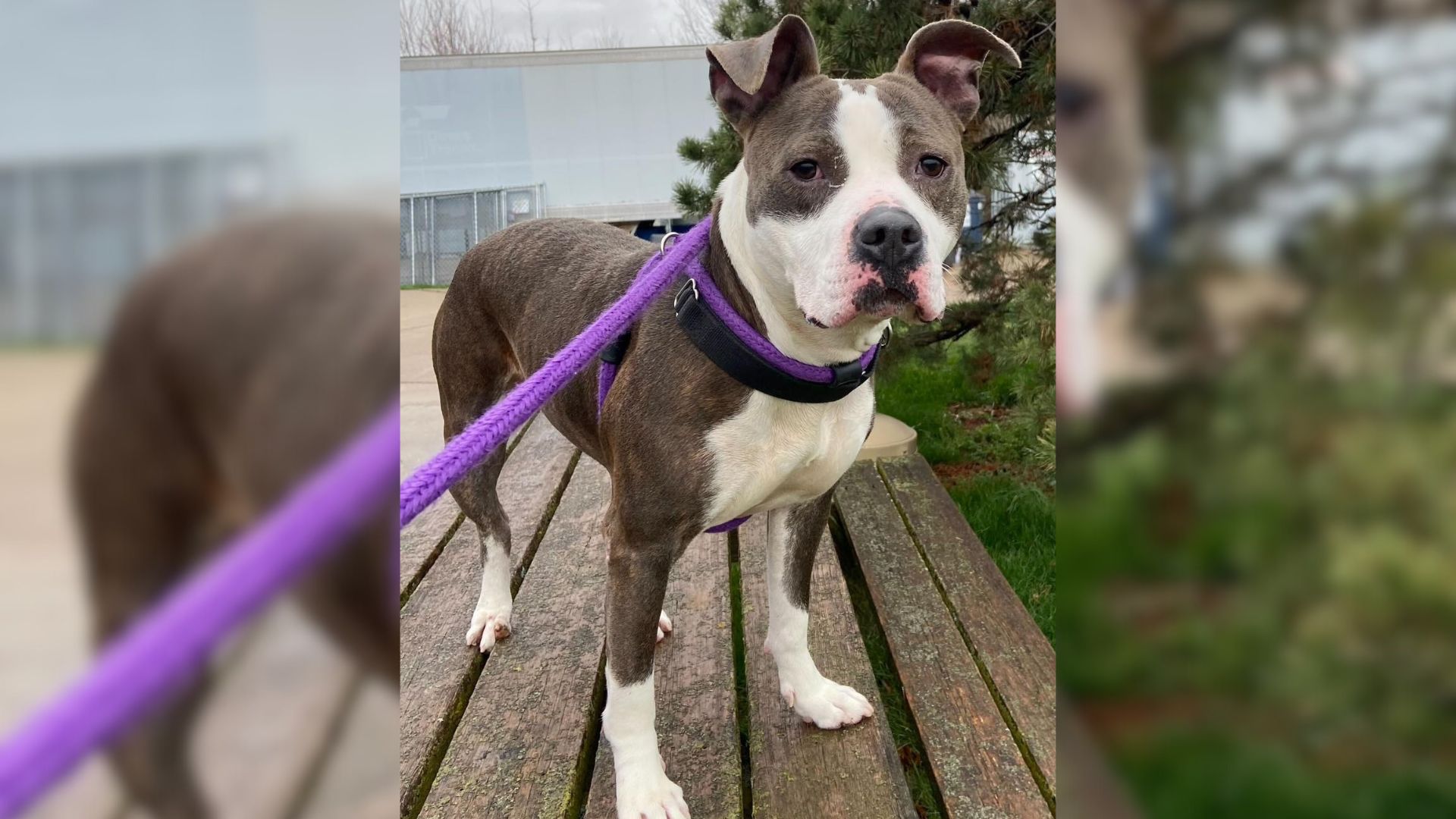 Iowa Dog Celebrates Her 420-Day Wait In Shelter By Landing The Home Of Her Dreams