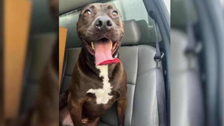 dog sitting in a car
