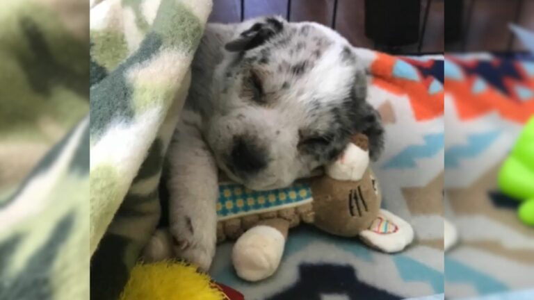 adorable puppy