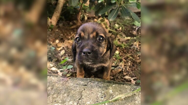 injured puppy with tears in eyes