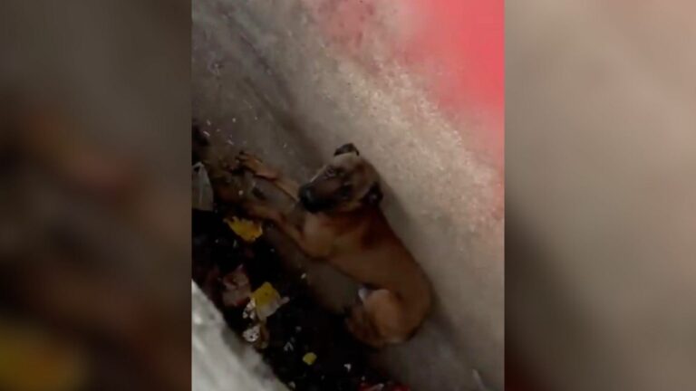 pup left in a sewer