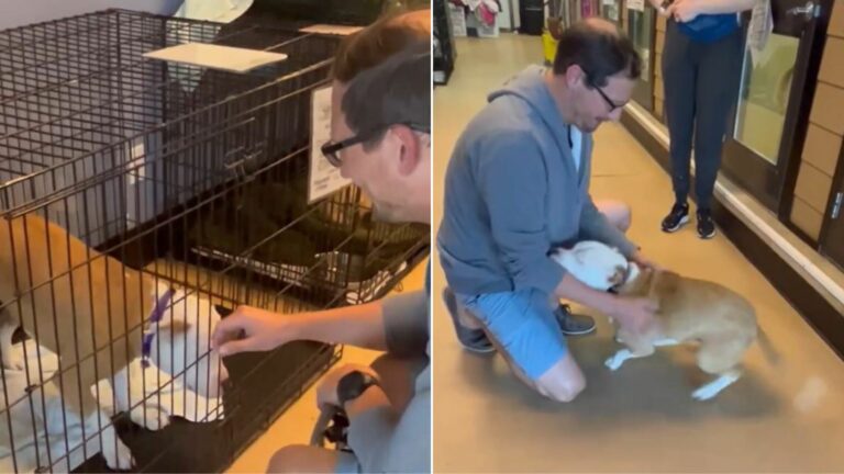 Blind Dog Returned To Shelter Twice