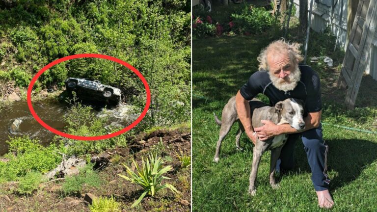 dog helping owner