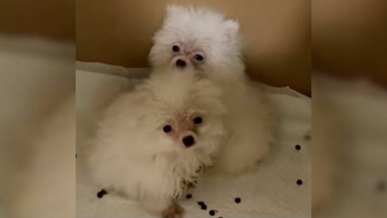 two little puppies