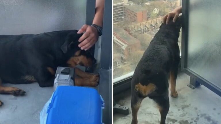 hand petting a dog