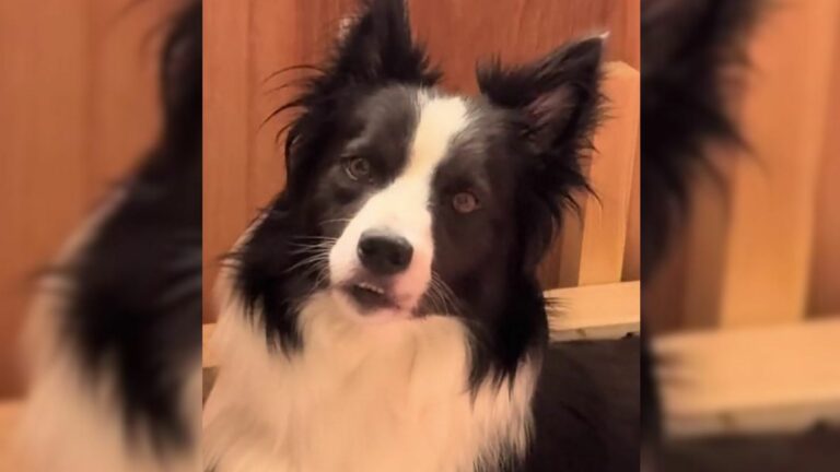 dog shocked by the new reality