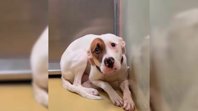 very sad dog