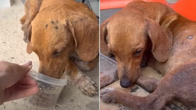 abandoned brown dog