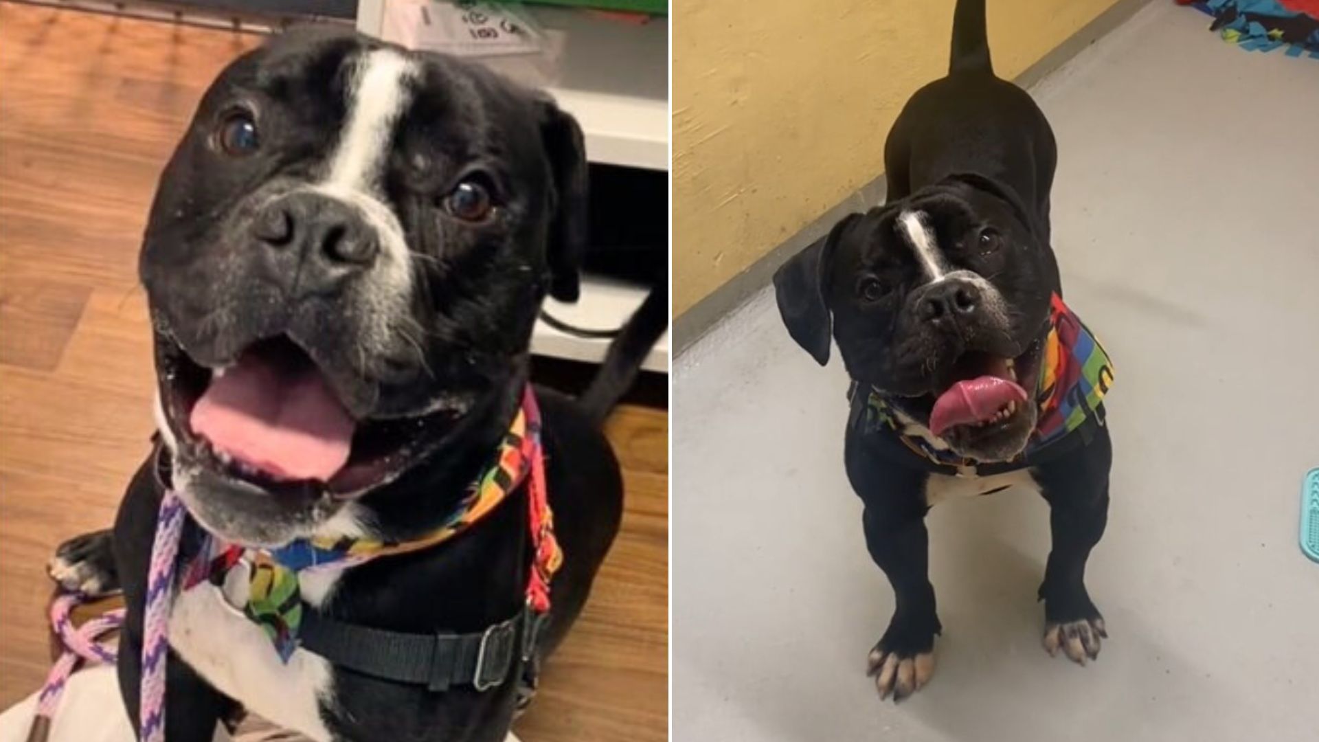 anxious dog in a shelter