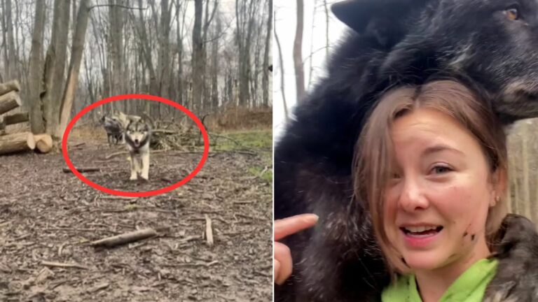 woman and wolf dogs