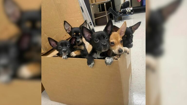 five adorable puppies