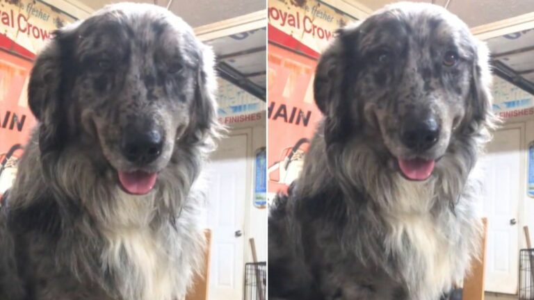 Golden Retriever And Australian Shepherd Had A Baby