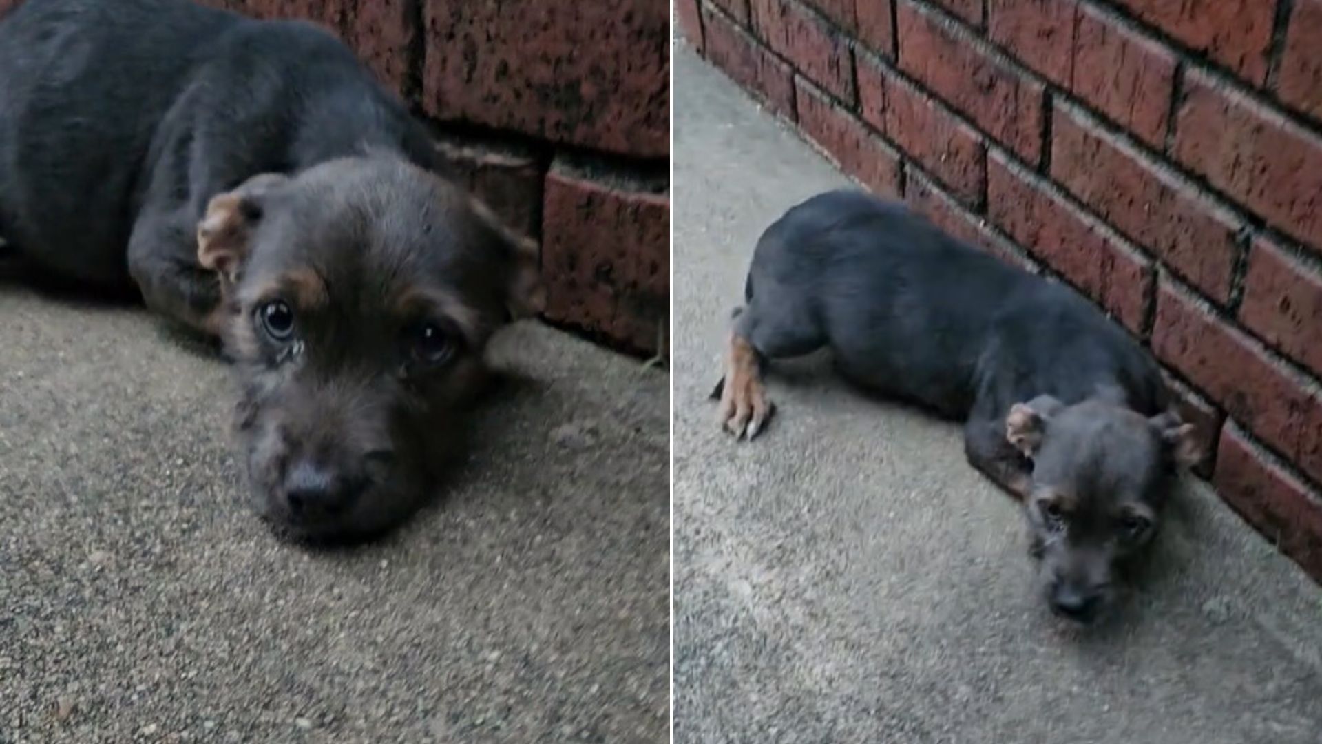 Dog Cruelly Dumped Near Someone’s House Finds Hope When A Kind Person Comes To Her Aid