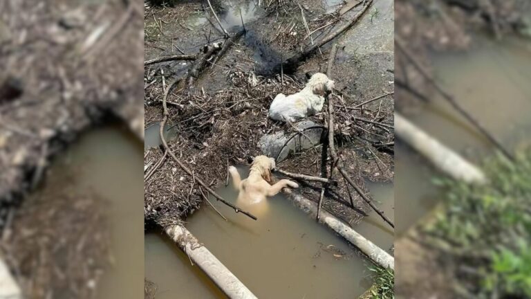 puppies in a stream